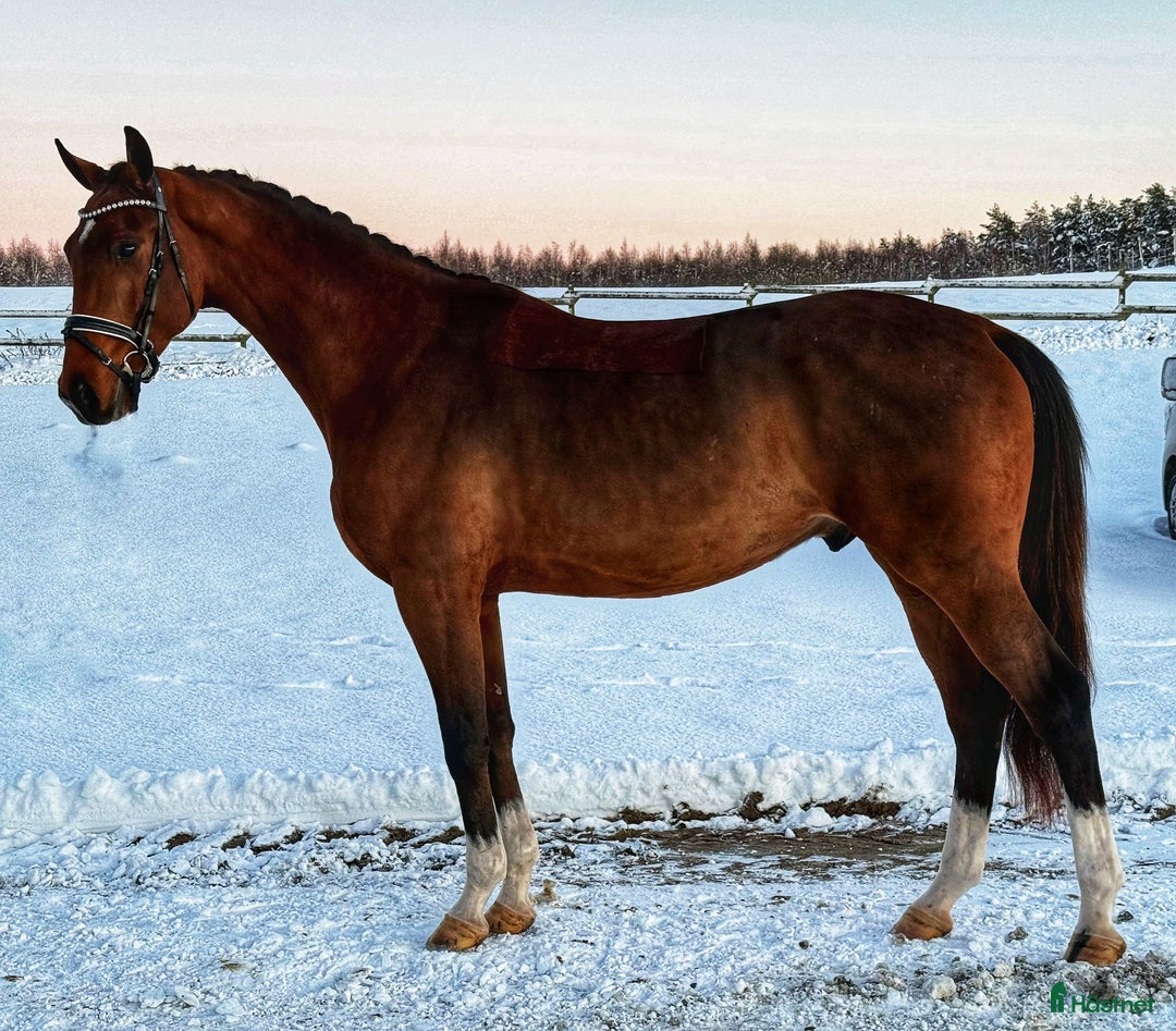 Dressyr hästar till salu: Framtidsämne! 3 åring e. Kjento i Tollarp - Annons 1