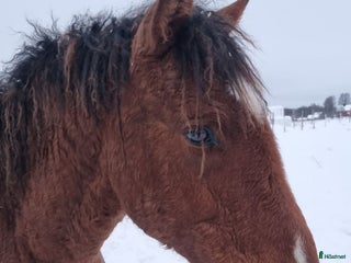 hästar Am. curly-baskjir, valack i Lövånger - Annons 2