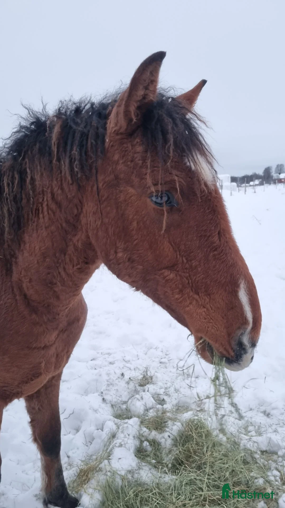 Allround hästar till salu: Am. curly-baskjir, valack - Annons 1