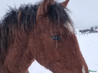 hästar Am. curly-baskjir, valack - Annons 14