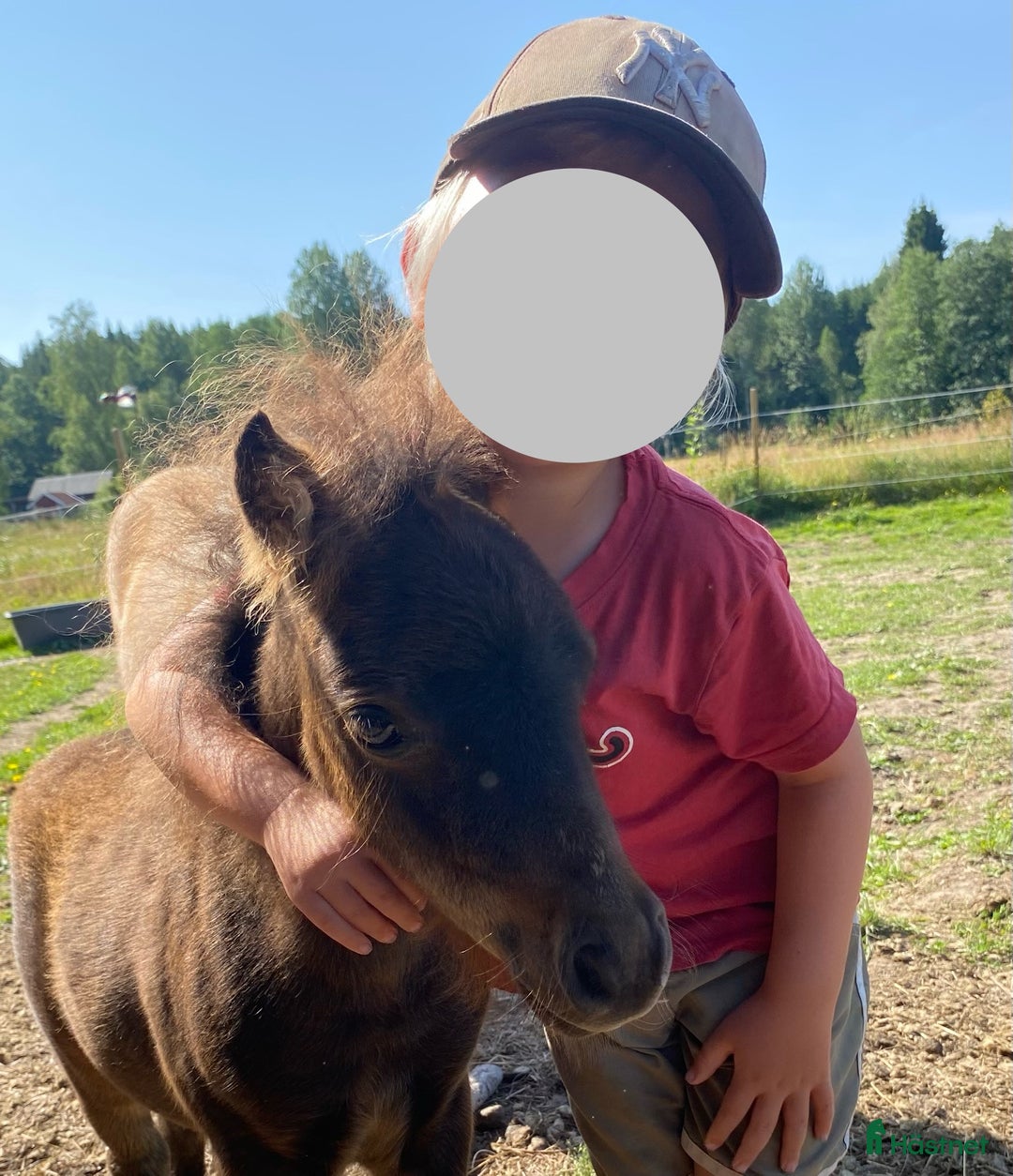 Utställning hästar till salu: Mini Shetlands hingst i Färgelanda - Annons 3