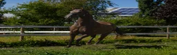 Allround hästar till salu: 5 Års Akhal-Teke Vallak Til Salgs i Raufoss - Annons 6