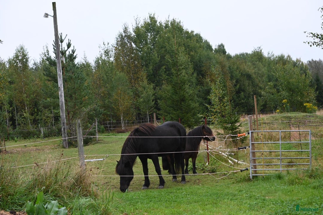  stallplats finnes: Två lediga stallplatser i kollektivstall, Karlstad i Karlstad - Annons 8