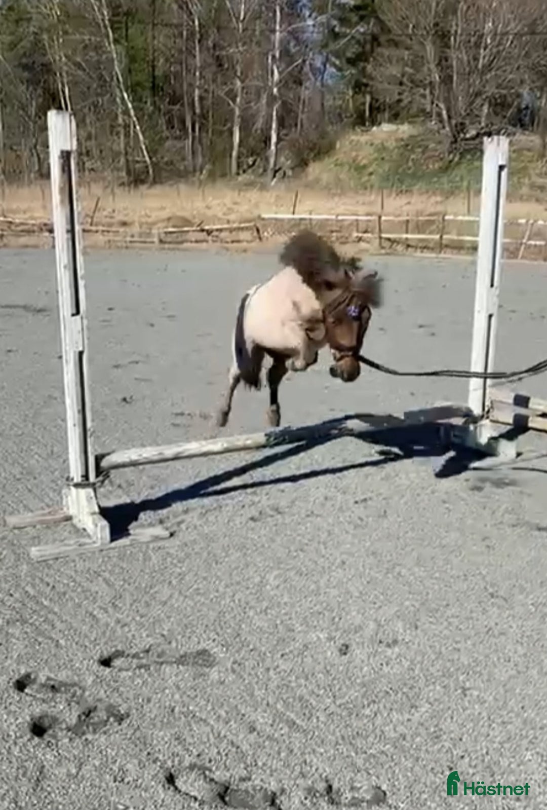 Allround hästar till salu: Inriden Shetlandsponny i Bettna - Annons 4