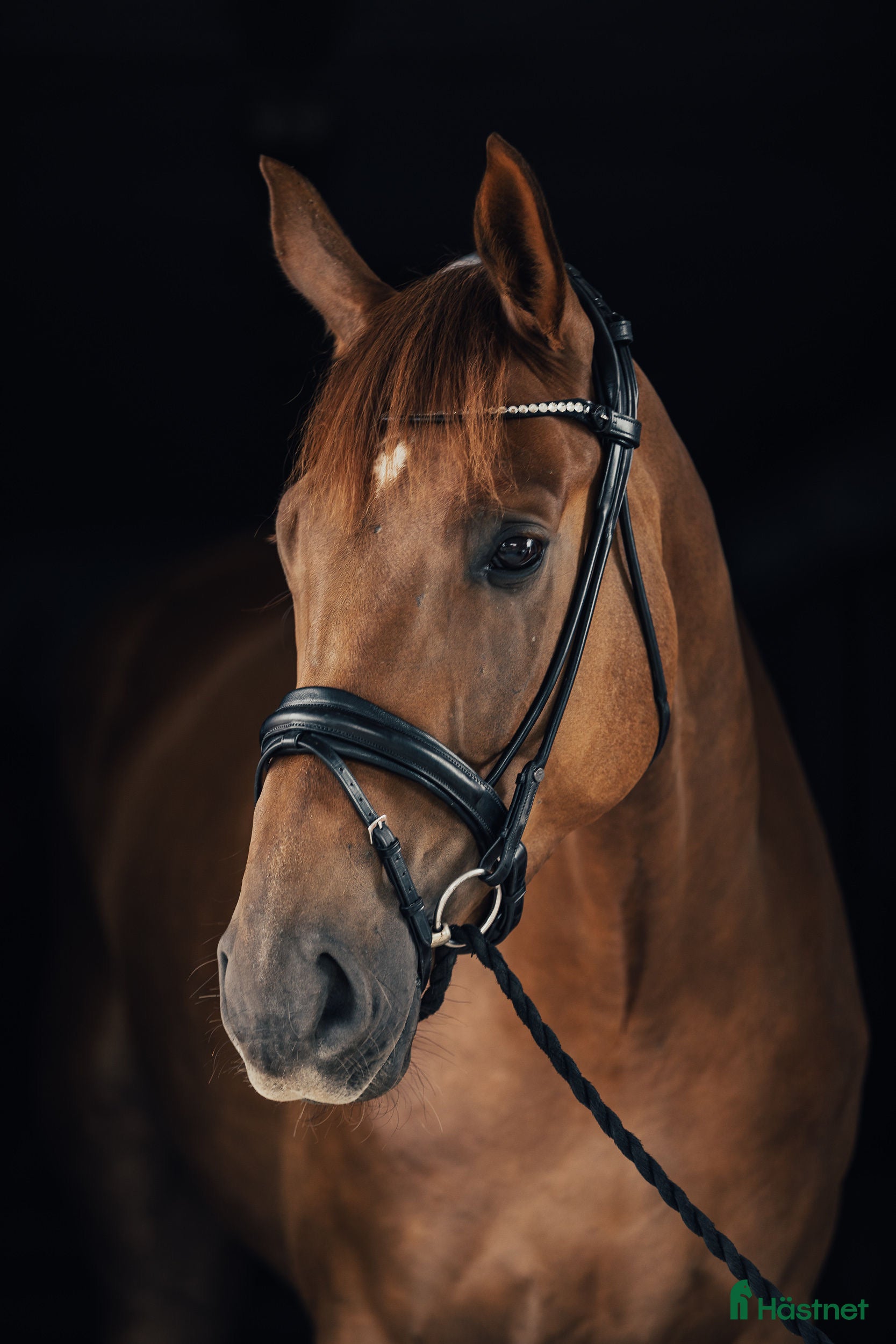  hästar Dressyrvalack    i Habo - Annons 6