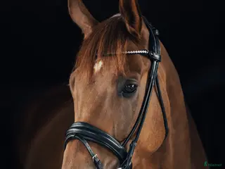 hästar Dressyrvalack i Habo - Annons 7