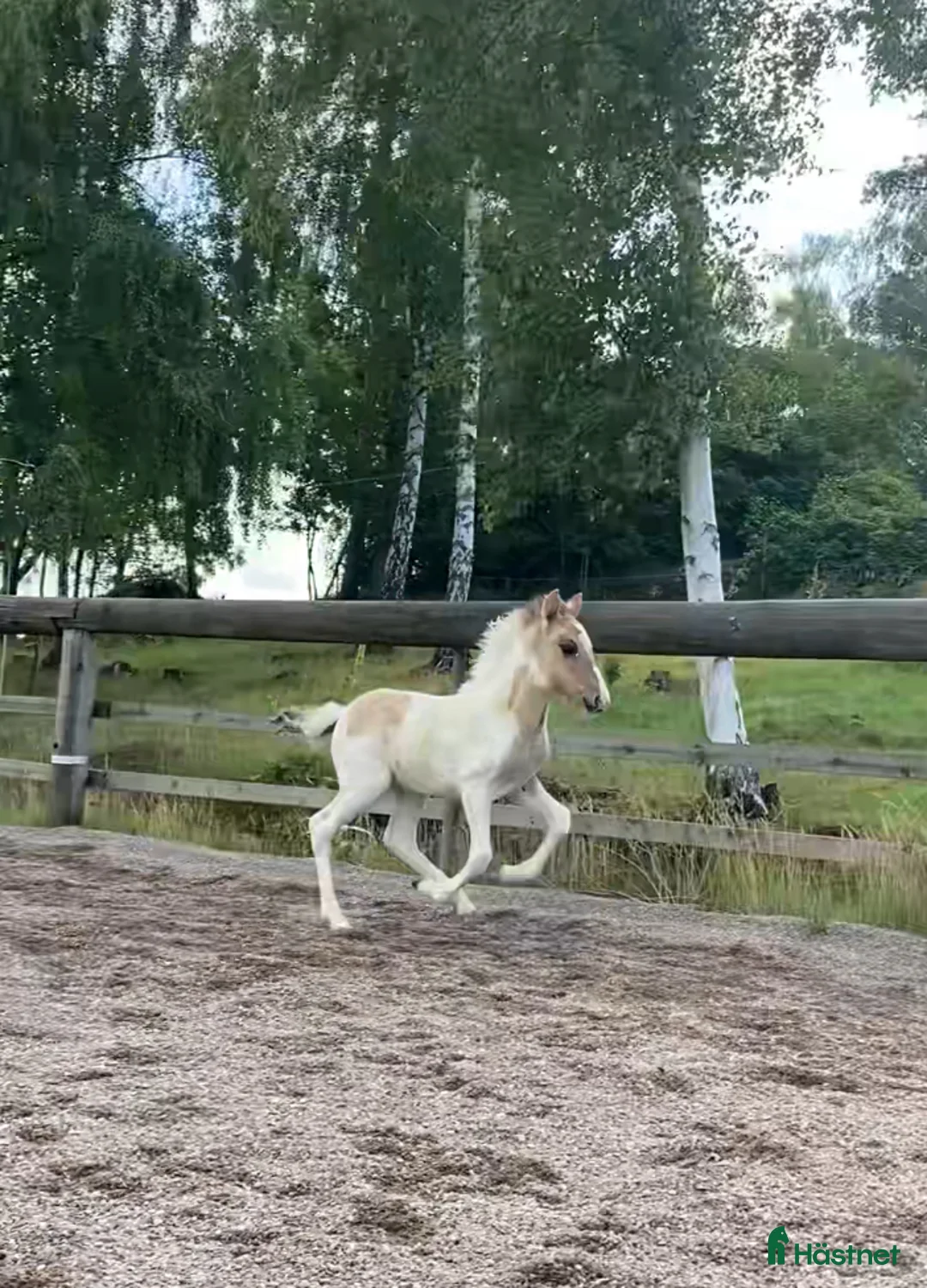 Island hästar till salu: 🌟 Flott ungsto med toppstam 🌟 i Tun - Annons 4