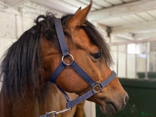 medryttarhäst finnes: Medryttare/hjälpare till c- och a-ponny i Linghem - Annons 21