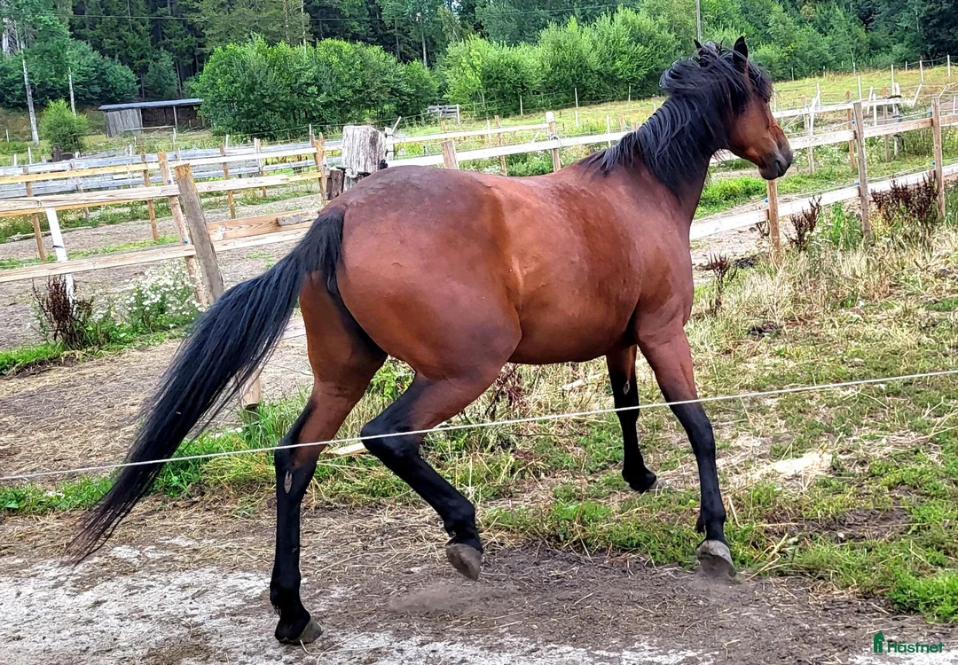 Trav hästar till salu: Avelsto - Annons 5