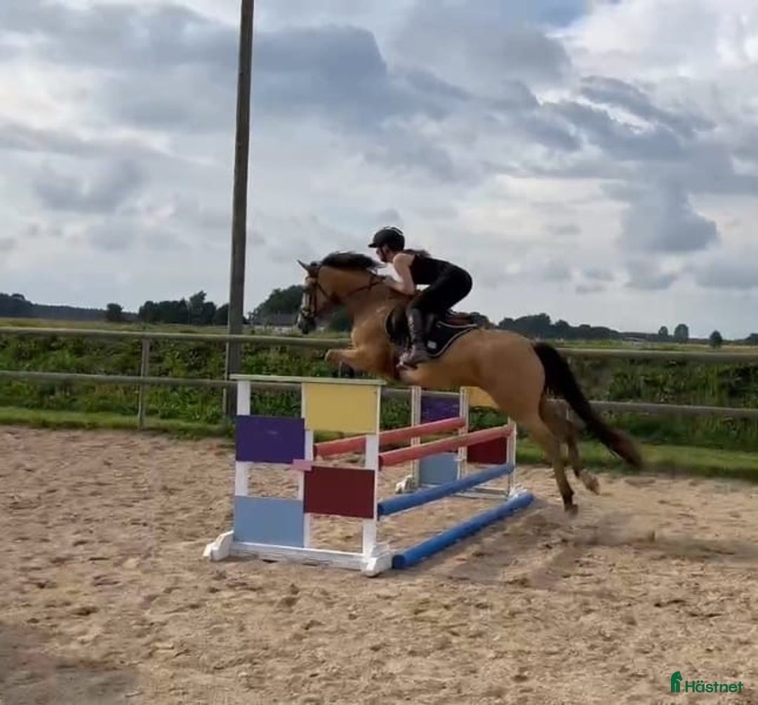 Hoppning hästar till salu: En ponny i lyxförpackning ✨️ i Eslöv - Annons 4