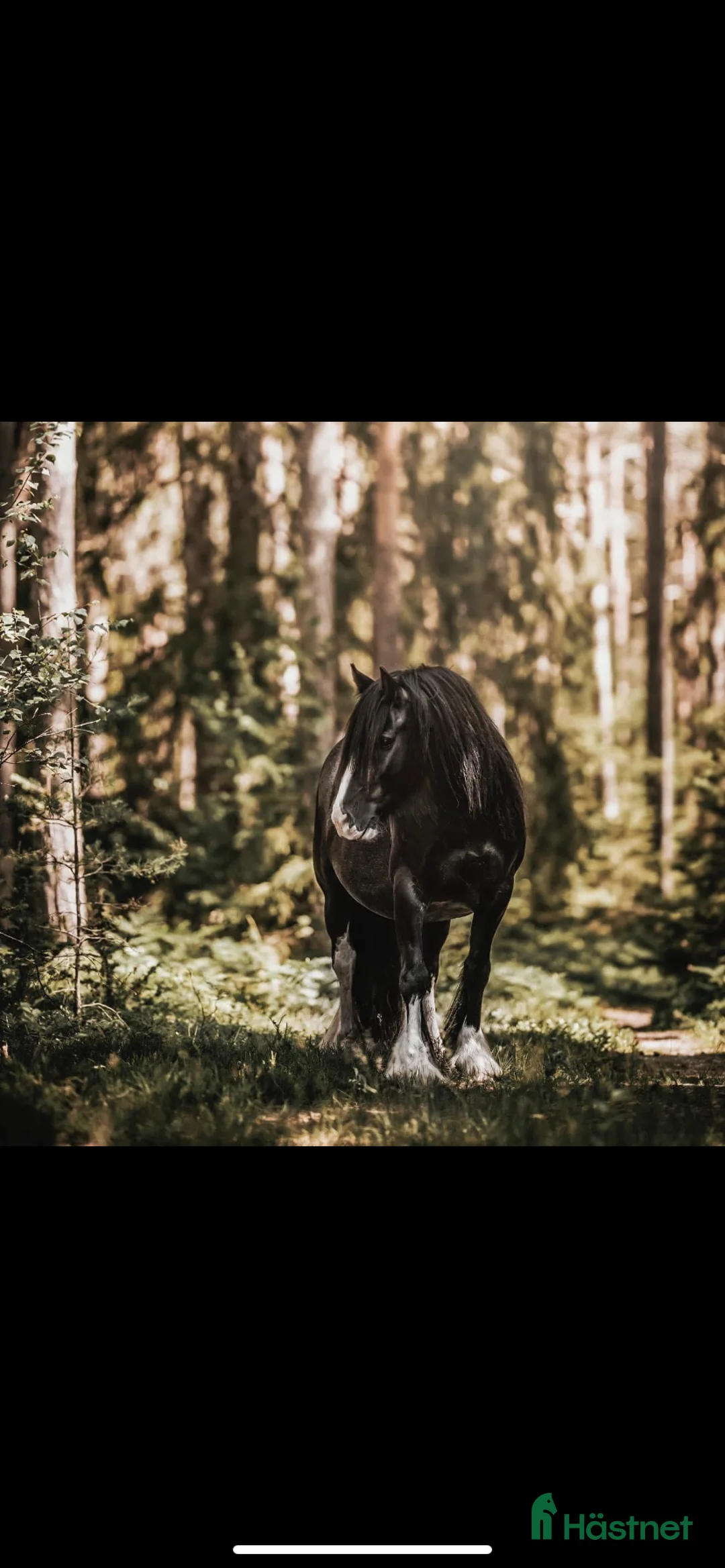 Allround hästar sökes: Foderhäst sökes för ev senare köp.  - Annons 1