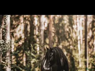 hästar Foderhäst sökes för ev senare köp. - Annons 18
