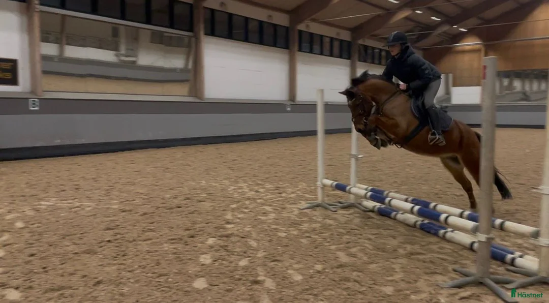 Hoppning hästar till salu: Fantastisk ponny med toppstam!  i Påarp - Annons 2