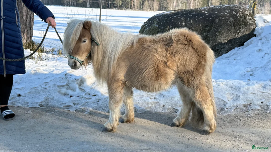 Allround hästar till salu: Två minishettiskillar, isabell och mushroom  i Heby - Annons 7