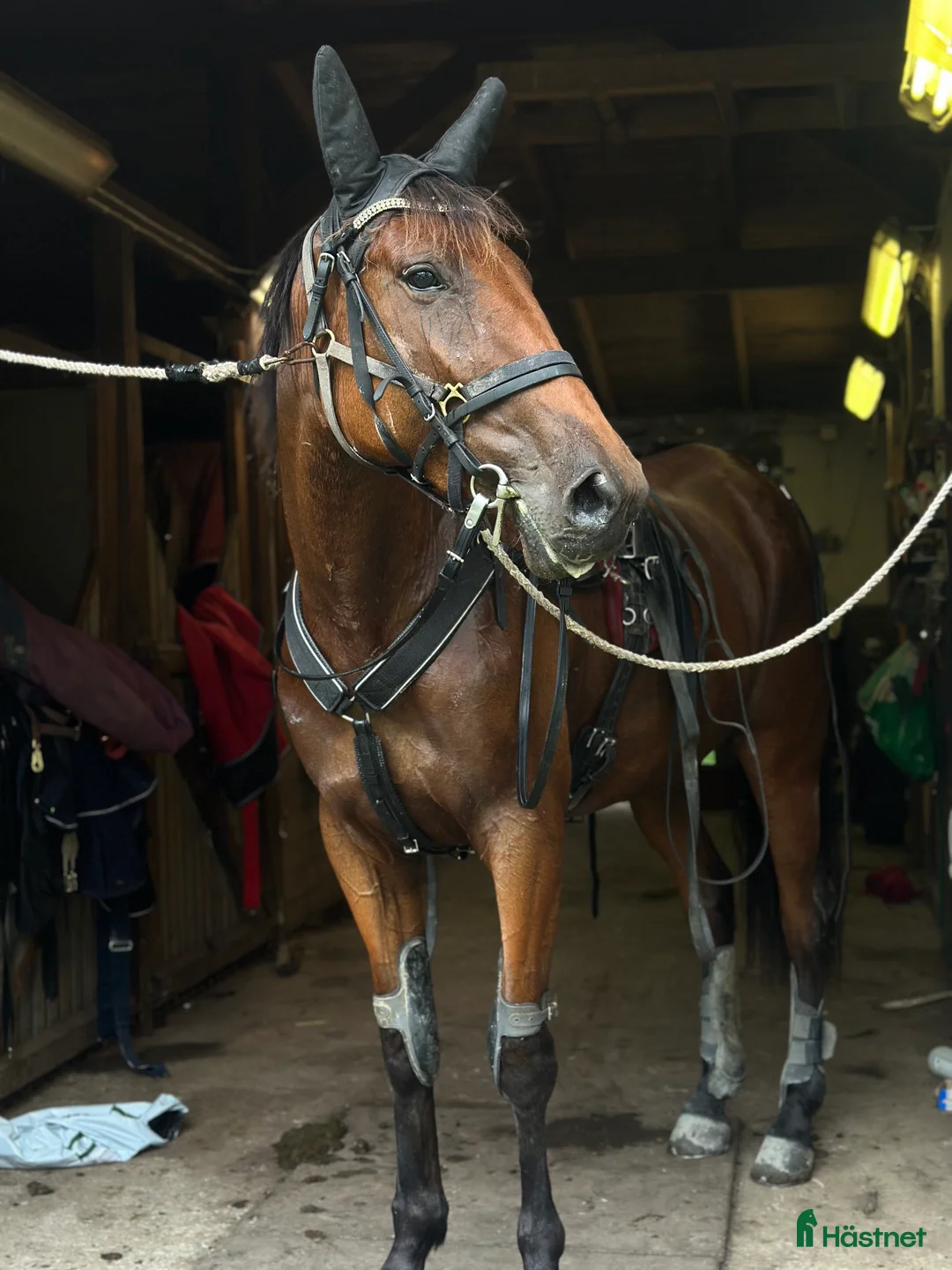 Allround hästar till salu: Snäll tjej till ridning - Annons 4