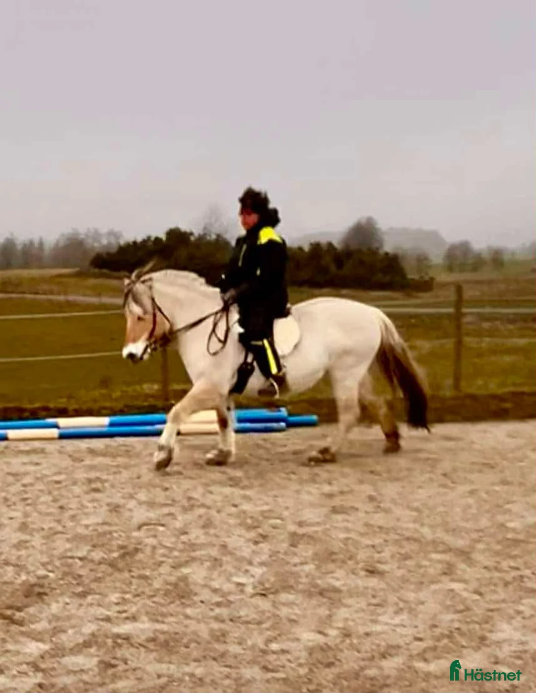 Allround hästar till salu: Trygg, stabil och Rolig familjehäst i Eldsberga - Annons 3