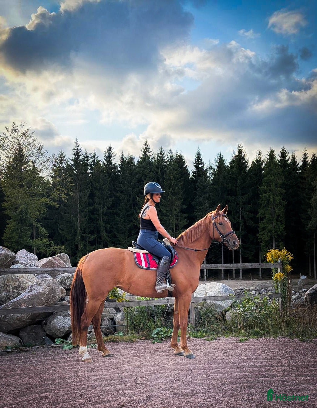  hästar 🌟4årigt sto söker nytt hem🌟 - Annons 2