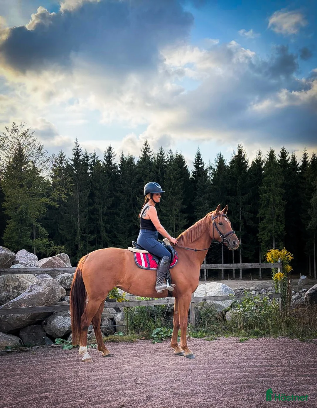 Allround hästar till salu: 🌟4årigt sto söker nytt hem🌟 - Annons 2