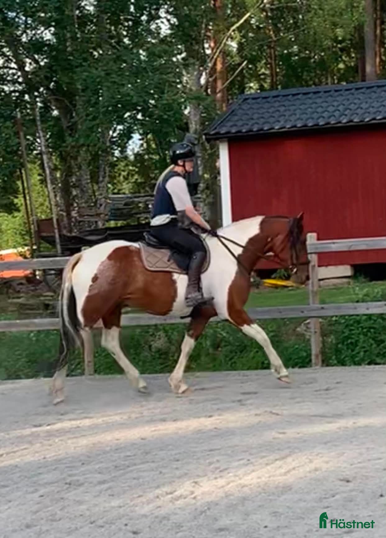  hästar Lyxig allroundhäst - Annons 7