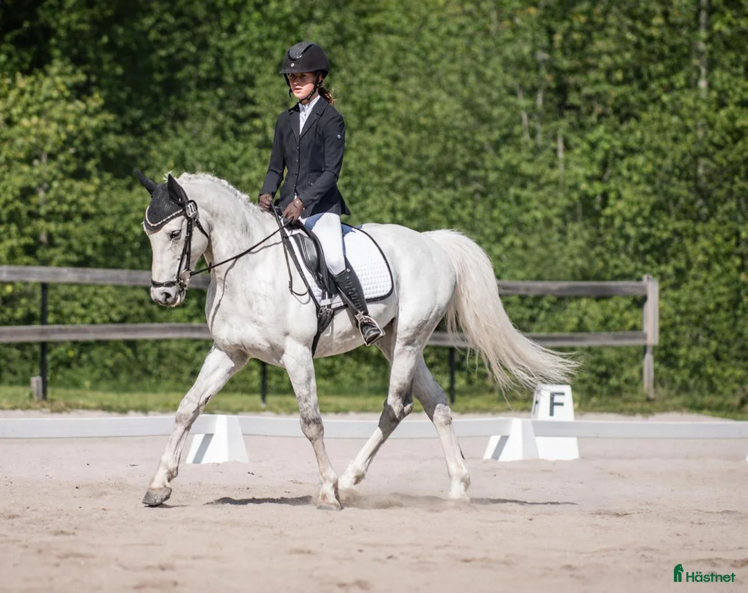 Dressyr hästar till salu: Trygg och välutbildad läromästare söker hem - Annons 1