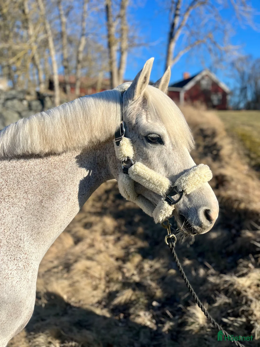 Allround hästar till salu: Sockersöt ponny - Mirain Dior  - Annons 1