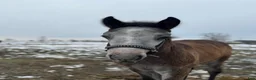 Allround hästar till salu: Välhanterad connemara - Annons 6