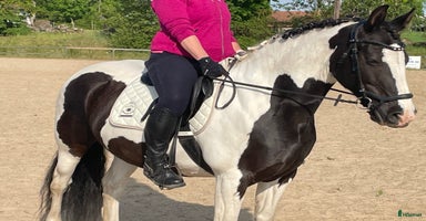  hästar Tanthäst  i Broby - Annons 2