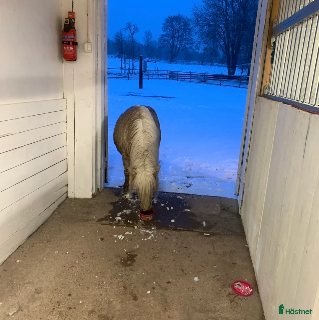 Allround hästar till salu: Grymt snäll kille  - Annons 2