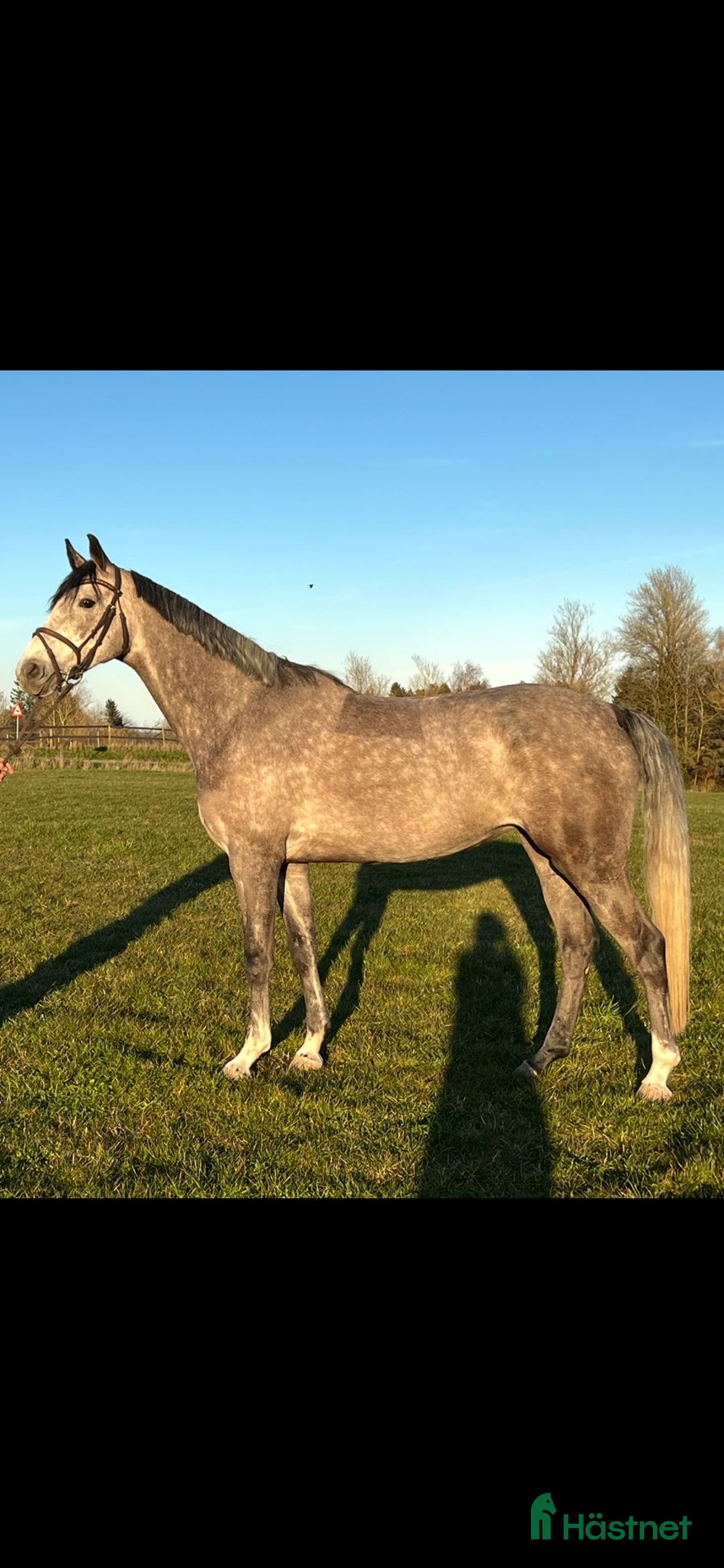 Hoppning hästar till salu: Youngster forsale  - Annons 2