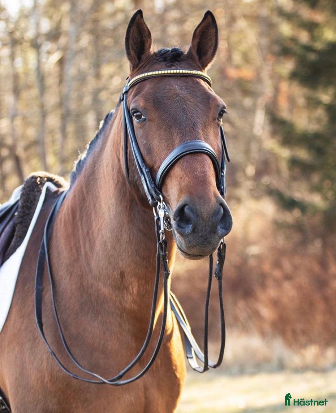 Övrigt hästar till salu: Lyxig skogsmulle i Löderup - Annons 1