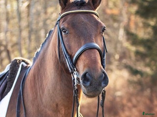 hästar Lyxig skogsmulle i Löderup - Annons 12