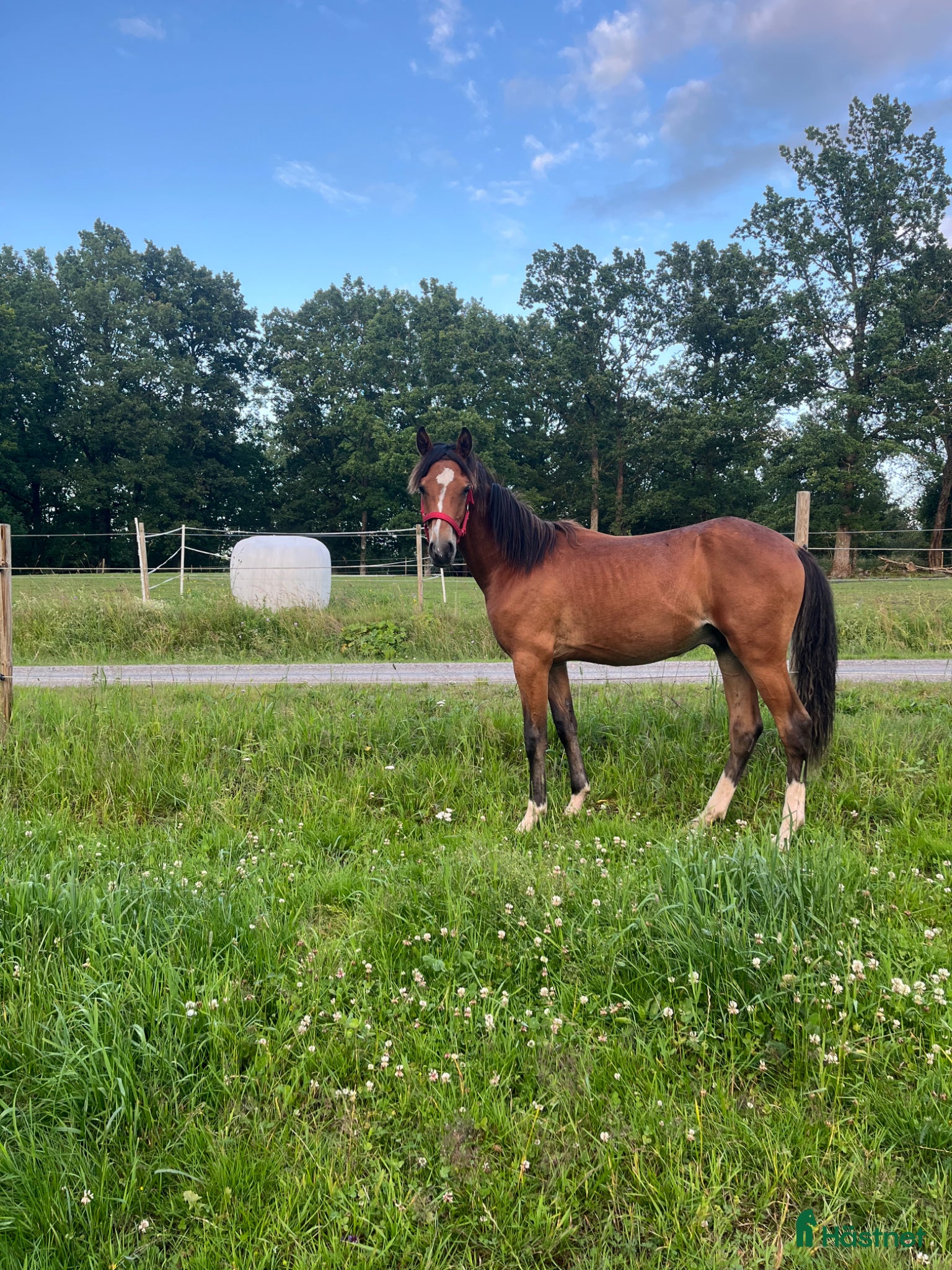  hästar Social och trevlig ungponny ⭐️ - Annons 8