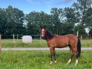 hästar Social och trevlig ungponny ⭐️ - Annons 3