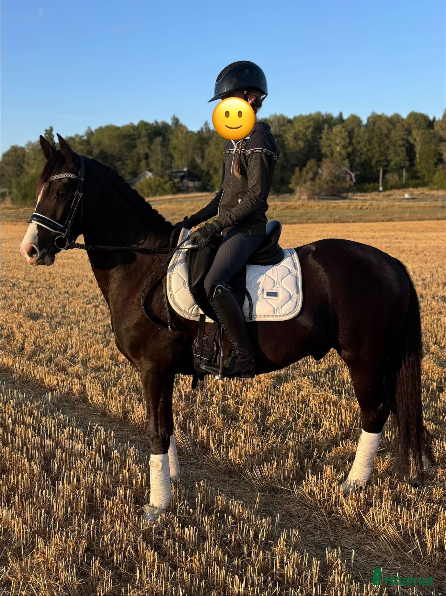  hästar Ungponny för toppsporten✨ - Annons 15