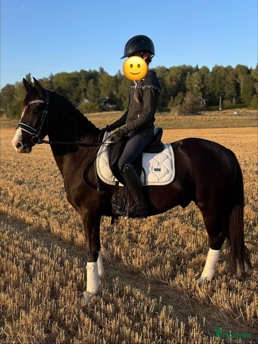 Hoppning hästar till salu: Ungponny för toppsporten✨ - Annons 1