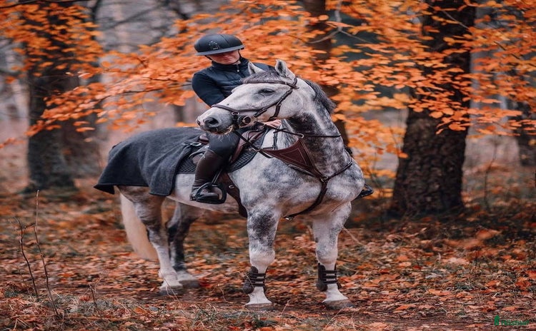  hästar i Tidaholm - Annons 15