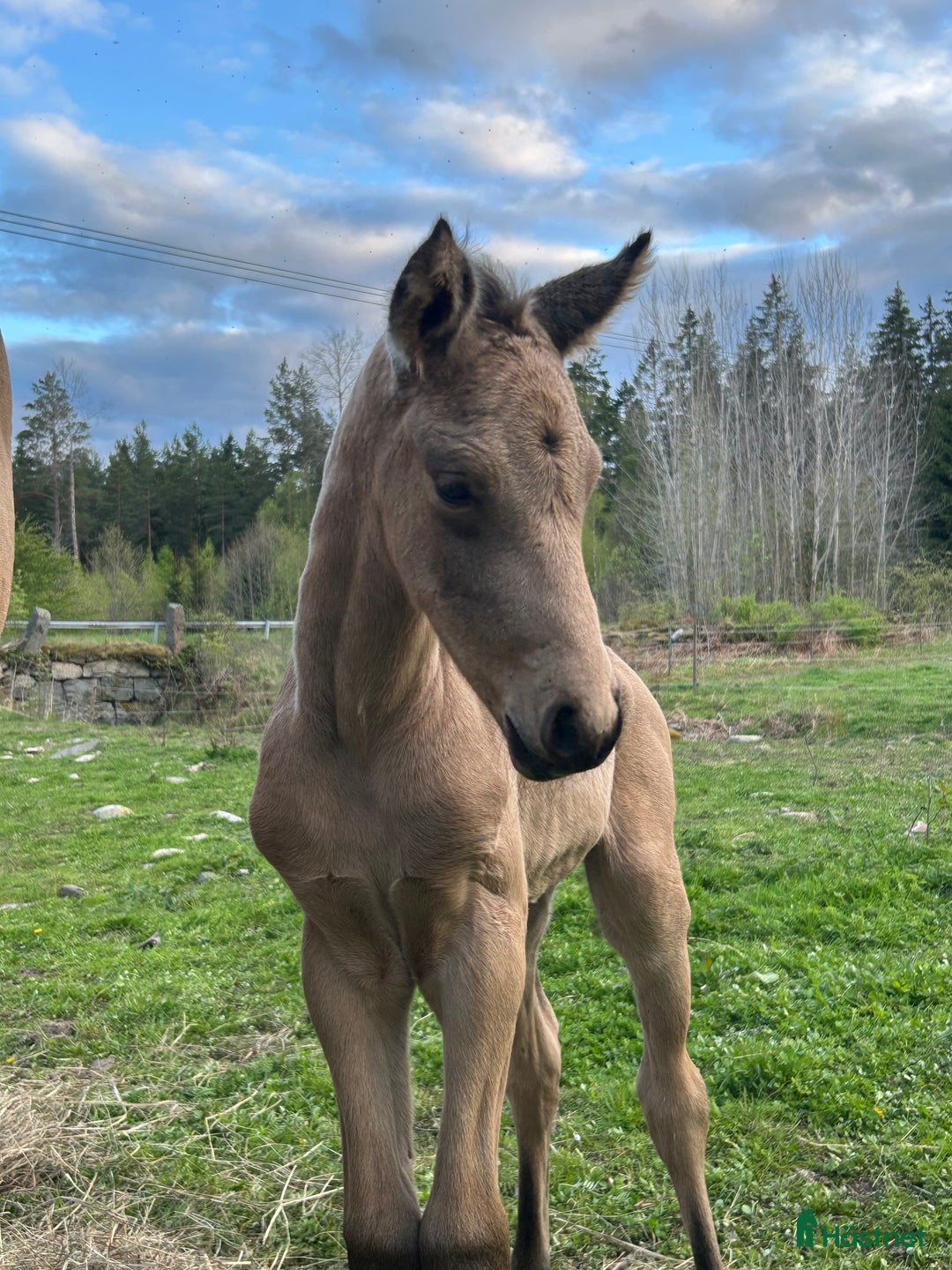 Allround hästar till salu: Gul hingst  i Vretstorp - Annons 1