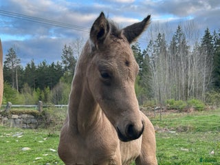 hästar Gul hingst i Vretstorp - Annons 21