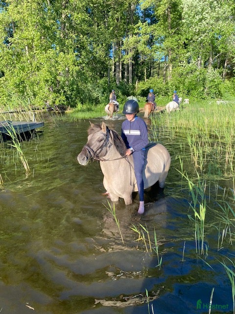  hästar Rätt hem sökes till vår kompis - Annons 2