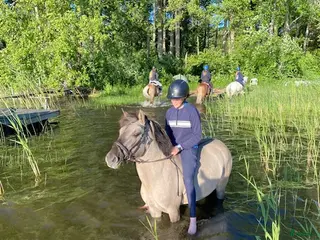 hästar Rätt hem sökes till vår kompis - Annons 2