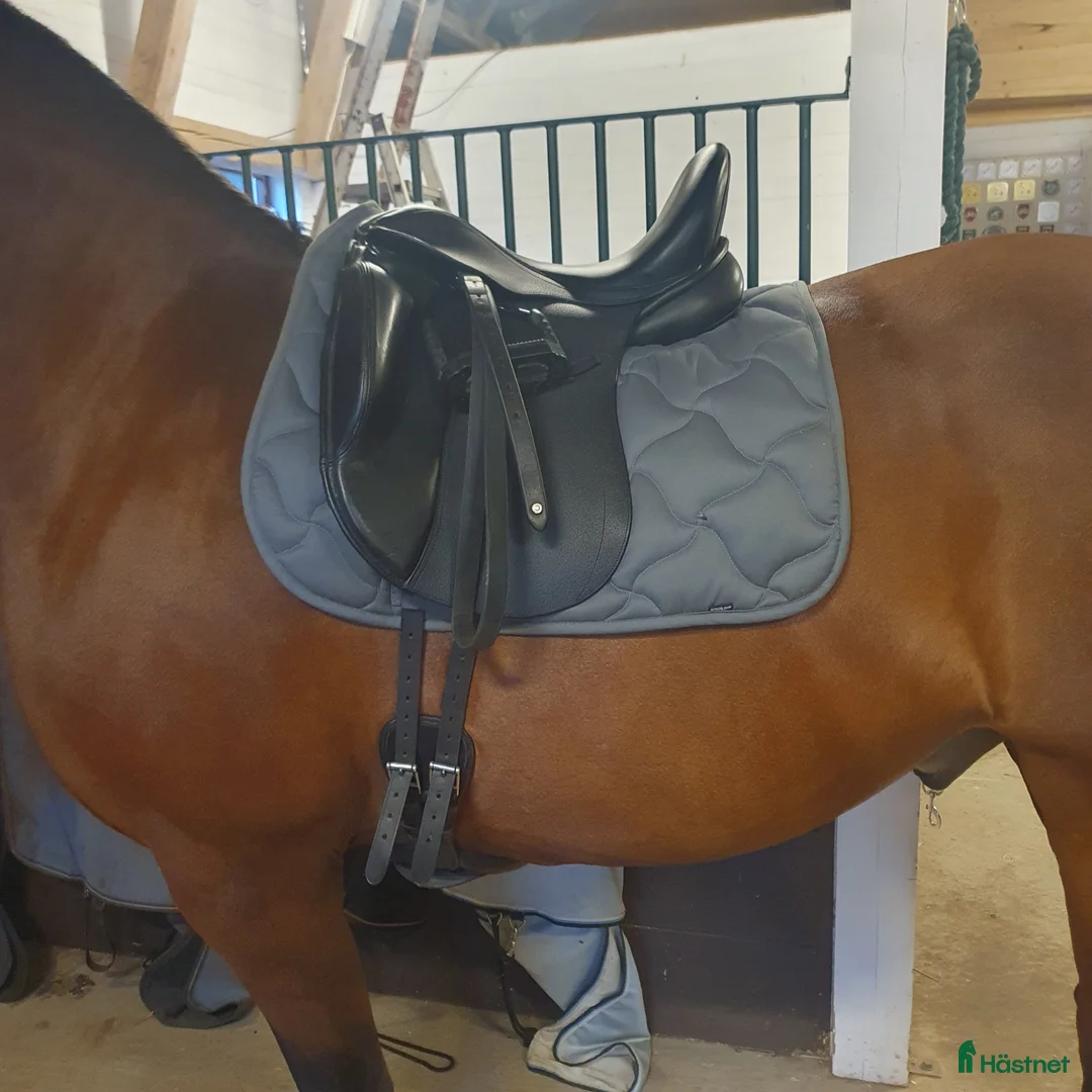 Sadlar hästutrustning till salu: Kemnevall dr Isaac  - Annons 4