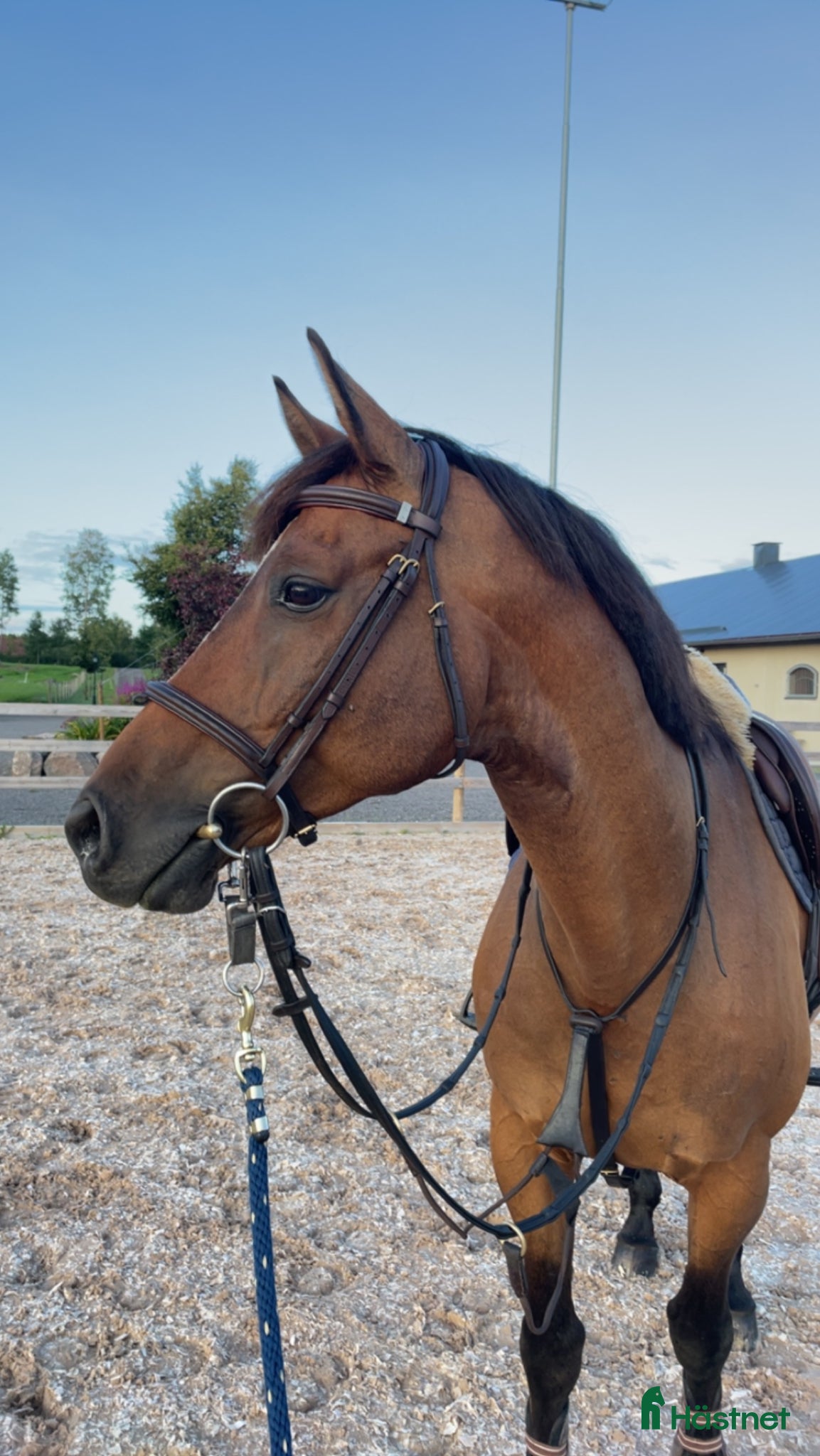 Hoppning hästar till salu: Lyxig hobbyhäst - Annons 1