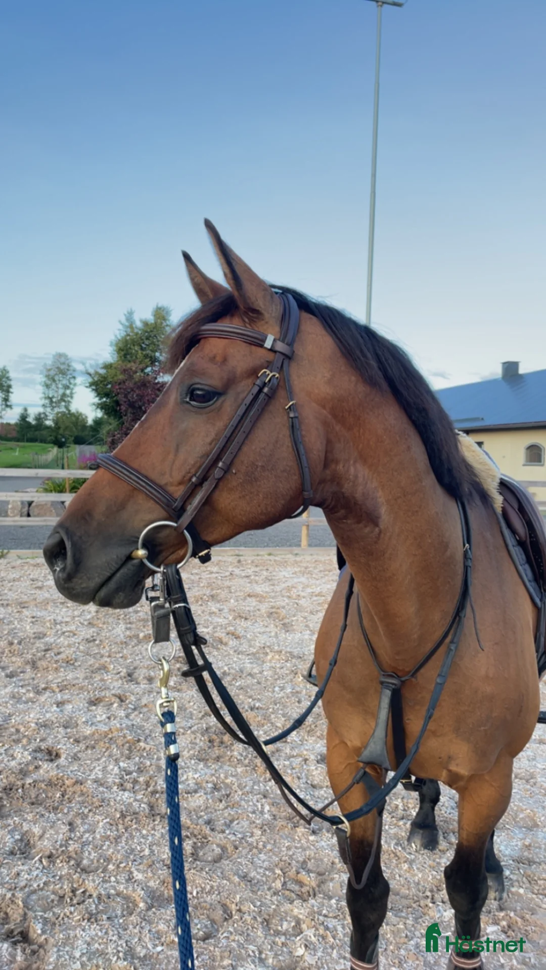 Hoppning hästar till salu: Lyxig hobbyhäst - Annons 1