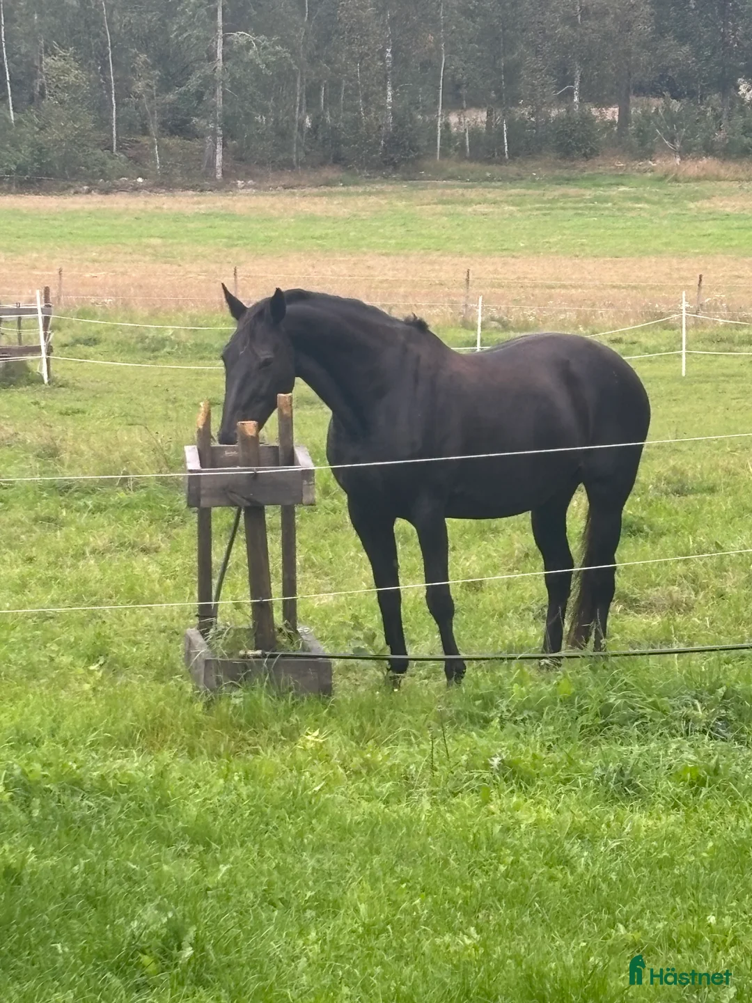  stallplats finnes: Bete med fullservice eller hage för fånghäst - Annons 2