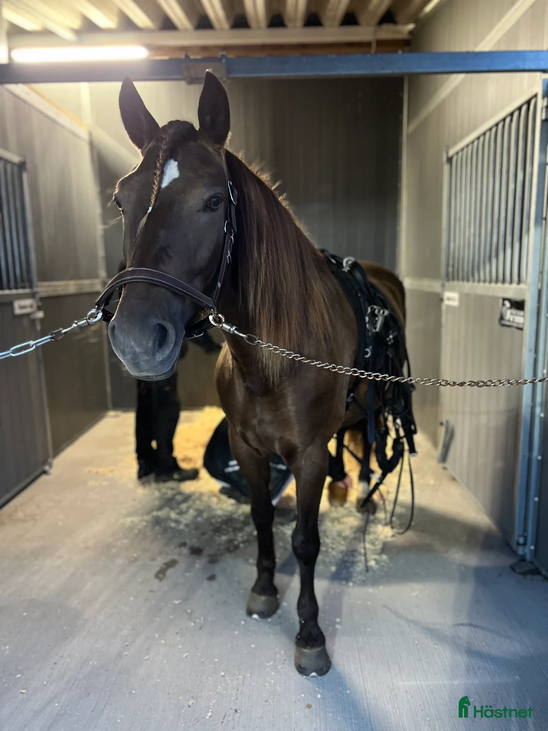 Trav hästar till salu: Starthäst - Annons 2