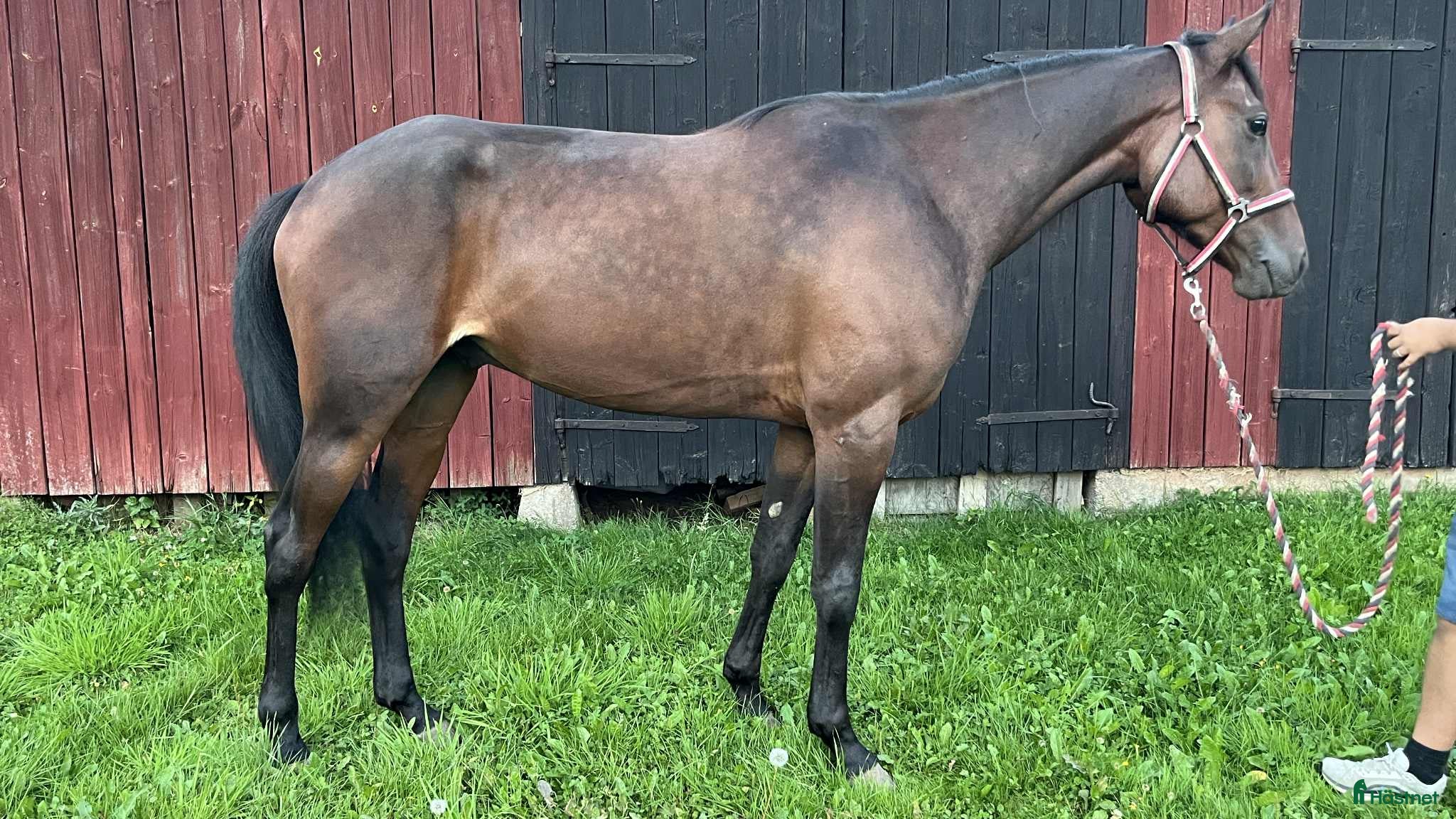  hästar Fin starthäst för både sulky och monté i Töreboda - Annons 5