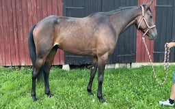 Trav hästar till salu: Fin starthäst för både sulky och monté i Töreboda - Annons 1