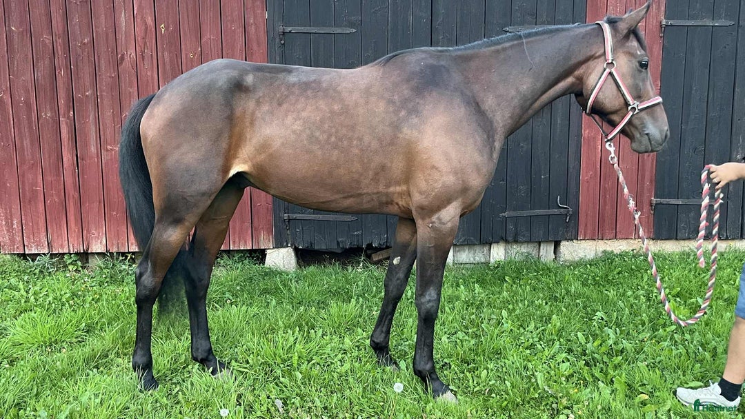 Trav hästar till salu: Fin starthäst för både sulky och monté i Töreboda - Annons 1