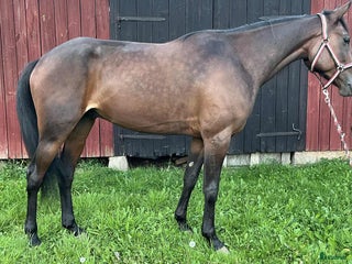 hästar Fin starthäst för både sulky och monté i Töreboda - Annons 7