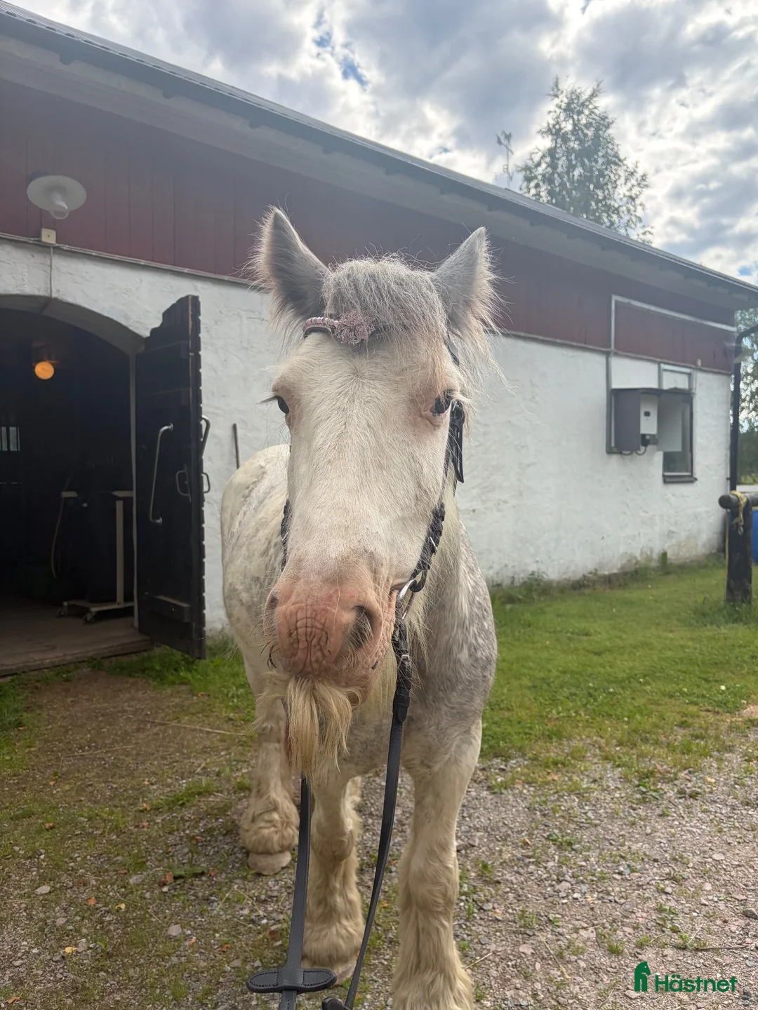 Allround hästar till salu: Sockersöt c ponny 🤍   - Annons 2